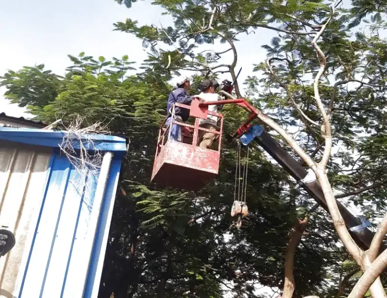 quy định cắt tỉa cây xanh