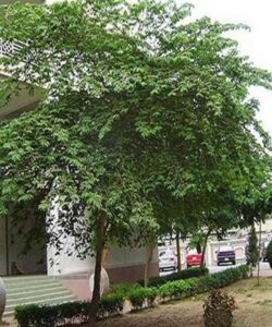 Cây trứng cá